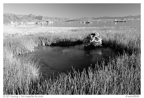 Grasses and spring with small tufa being formed underwater. Mono Lake, California, USA (black and white)