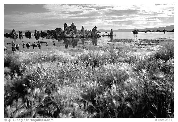 Grasses and Tufa towers, morning. Mono Lake, California, USA