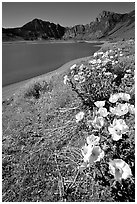 Flowers on the shores of June Lake. California, USA (black and white)
