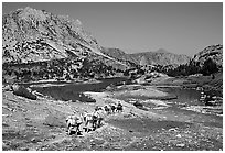 Pack train of horses, Bishop Pass trail, Inyo National Forest. California, USA (black and white)