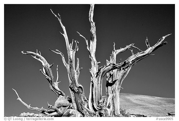 Bristlecone Pine tree squeleton, Patriarch Grove. California, USA