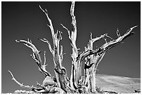Bristlecone Pine tree squeleton, Patriarch Grove. California, USA (black and white)