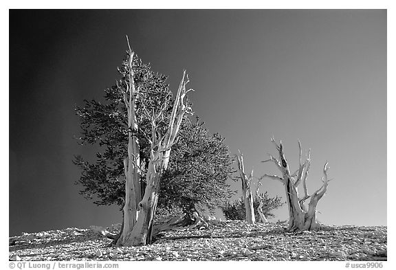Bristlecone Pine trees, Patriarch Grove. California, USA