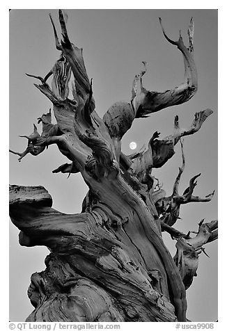 Ancient Bristlecone Pine tree and moon at sunset, Schulman Grove, White Mountains. California, USA (black and white)