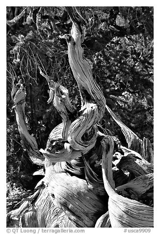 Ancient Bristlecone Pine tree, Methuselah grove. California, USA (black and white)