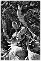 Ancient Bristlecone Pine tree, Methuselah grove. California, USA (black and white)