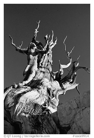Bristlecone Pine tree, late afternoon, Discovery Trail, Schulman Grove. California, USA