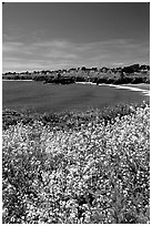 Spring wildflowers and Ocean, Mendocino in the background. California, USA (black and white)