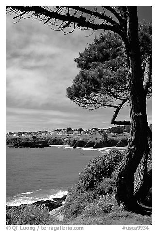 Tree and Ocean, Mendocino in the background. California, USA