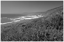 Purple wildflowers and Ocean near Fort Bragg. California, USA (black and white)