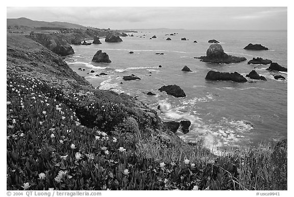 Iceplant and coast near Ocean View. Sonoma Coast, California, USA (black and white)