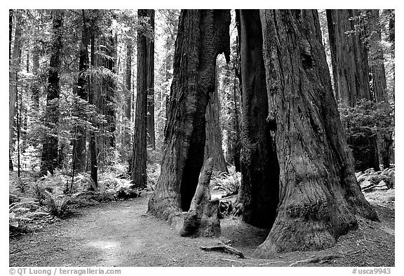 Hollowed tree, Humbolt Redwood State Park. California, USA (black and white)