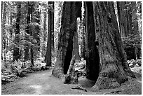 Pictures of Avenue of the Giants