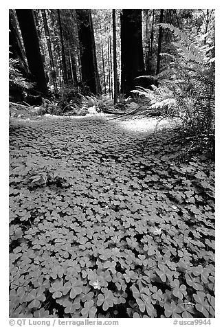Redwood sorrel (Oxalis oreganum) and Redwoods, Humbolt Redwood State Park. California, USA