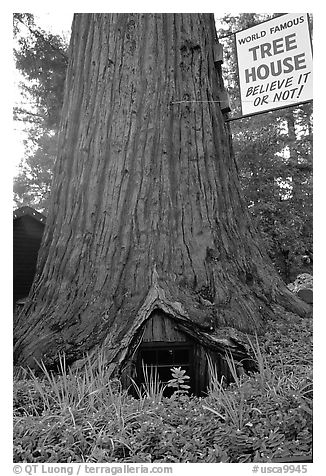 World Famous Tree House,  near Leggett. California, USA (black and white)