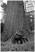 World Famous Tree House,  near Leggett. California, USA ( black and white)