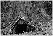 Tree House, a room inside the hollowed base of a living redwood tree,  near Leggett. California, USA (black and white)