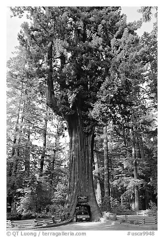 Drive-Through Chandelier Tree, Leggett. California, USA (black and white)