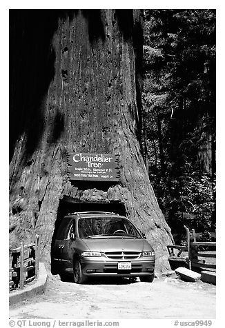 Van driving through the Chandelier Tree, Leggett, afternoon. California, USA