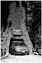 Van driving through the Chandelier Tree, Leggett, afternoon. California, USA (black and white)