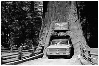 Truck driving through Drive-Through Tree, Leggett. California, USA (black and white)
