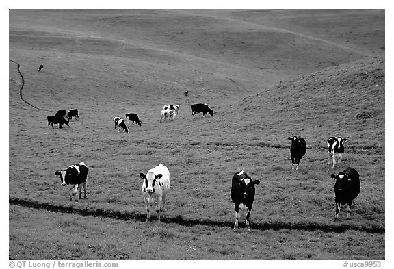 Cows in green pastoral lands. Point Reyes National Seashore, California, USA