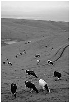 Cows in green pastures near Drakes Estero. Point Reyes National Seashore, California, USA ( black and white)