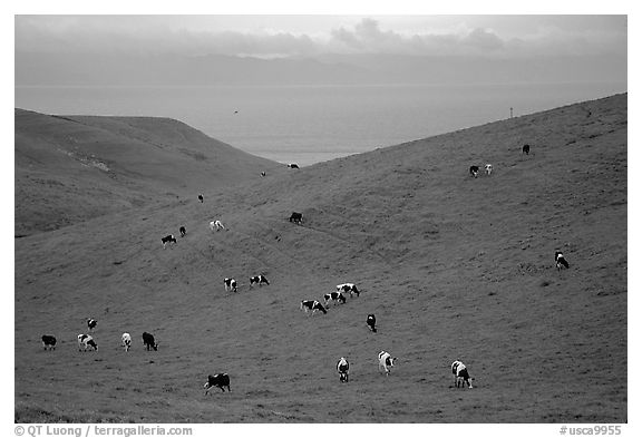 Cows on green hills near Drakes Estero. Point Reyes National Seashore, California, USA