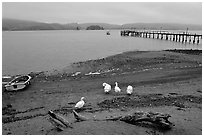Ducks and Pier, Tomales Bay. California, USA ( black and white)