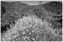 Bush in bloom with yellow flowers, and Shasta Lake criscrossed by watercrafts. California, USA (black and white)