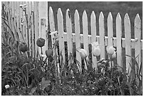 Tulips and white picket fence, Old Saybrook. Connecticut, USA (black and white)