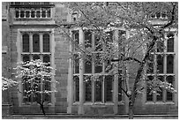 Spring leaves, blooms, and facade detail. Yale University, New Haven, Connecticut, USA ( black and white)