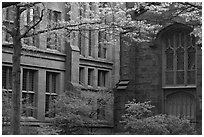 Old Campus buildings. Yale University, New Haven, Connecticut, USA ( black and white)