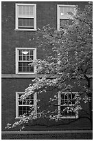 Dogwoods and red brick facade, Essex. Yale University, New Haven, Connecticut, USA ( black and white)