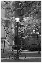 Street lamp and dogwoods in bloom, Essex. Yale University, New Haven, Connecticut, USA (black and white)