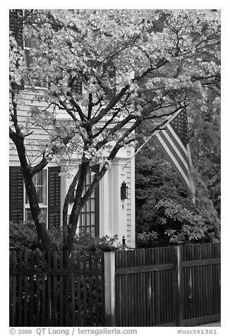 Tree in bloom, white facade, and flag, Essex. Connecticut, USA
