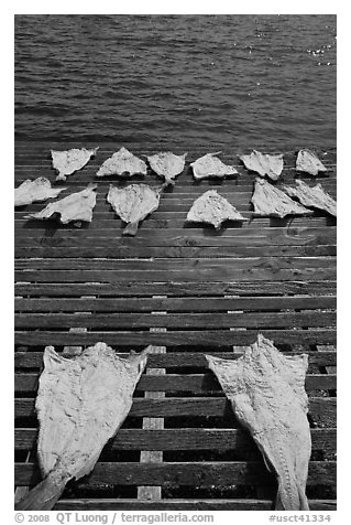 Drying slabs of fish. Mystic, Connecticut, USA