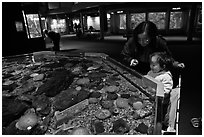 Tidepool exhibit, Mystic aquarium. Mystic, Connecticut, USA (black and white)
