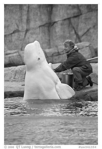 Beluga whale jumping out of water during feeding session. Mystic, Connecticut, USA (black and white)