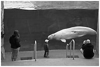 Family watches white Beluga whale swimming in aquarium. Mystic, Connecticut, USA ( black and white)