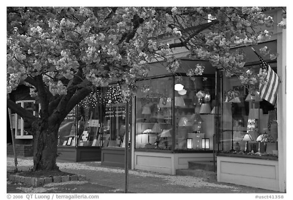 Lamp store and tree in bloom,	Old Saybrook. Connecticut, USA