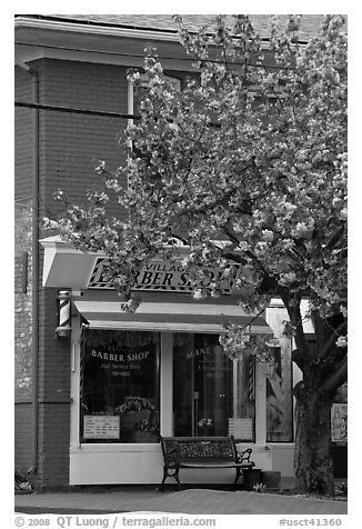 Barber shop and tree in bloom, Old Lyme. Connecticut, USA (black and white)