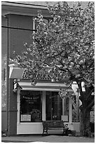 Barber shop and tree in bloom, Old Lyme. Connecticut, USA (black and white)