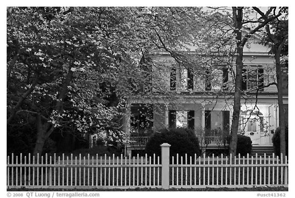 White picket fence, dogwoods, and house at dusk, Old Lyme. Connecticut, USA (black and white)
