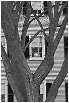 Tree and facade, Hawkes House, Salem Maritime National Historic Site. Salem, Massachussets, USA ( black and white)
