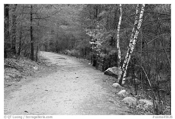 Battle Road Trai in winter, Minute Man National Historical Park. Massachussets, USA (black and white)