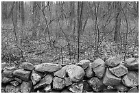Stone wall and bare forest in winter, Minute Man National Historical Park. Massachussets, USA (black and white)