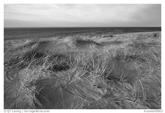 Dune grass, late afternoon, Race Point Beach, Cape Cod National Seashore. Cape Cod, Massachussets, USA