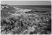 Vegetation on tall dune, Cape Cod National Seashore. Cape Cod, Massachussets, USA ( black and white)