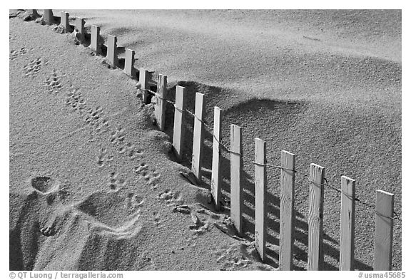 Sand, fence, and animal tracks, Cape Cod National Seashore. Cape Cod, Massachussets, USA (black and white)